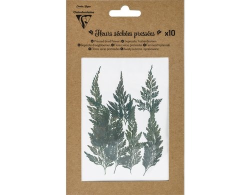 Clairefontaine Trockenblumen Farn gepresst, 10 Stück