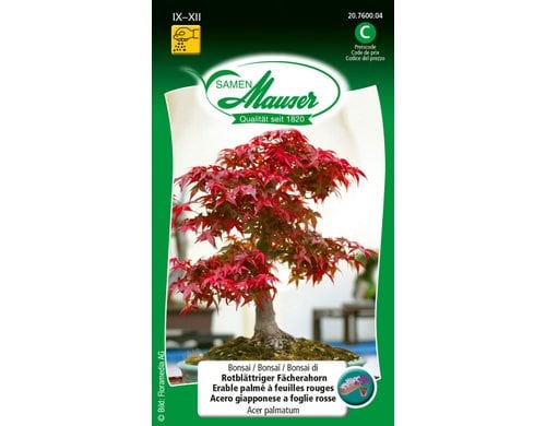 Bonsai rotblä. Fächerahorn