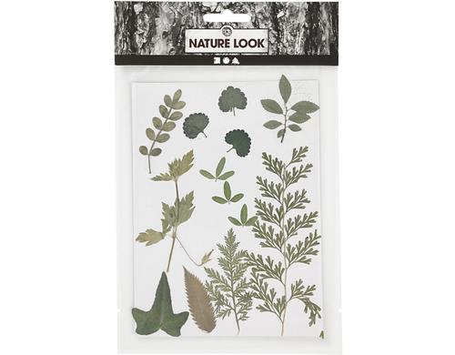 Creativ Company Gepresste Blüten grün