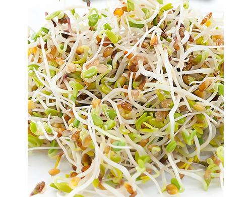 HARRY HERBS Microgreens Nachfüllset Alfalfa
