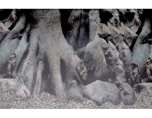 Superfish Deco Poster D5 120X61 cm