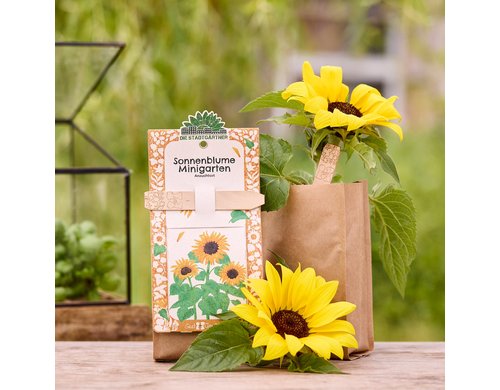 Stadtgärtner Anzuchtsset Sonnenblume - BIO