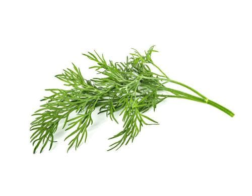 Click and Grow Smart Garden Plant Pod 3-pack, Dill