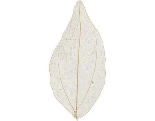 Creativ Company Laubblatt 20 Stück, nature getrocknet und gefärbt, ca 6 - 8 cm