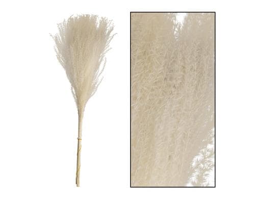CHALET TrockenblumenMiscantusgras,gebleicht 10 Stück, 75 cm
