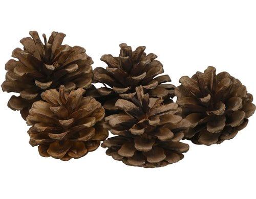 COCON Schwarzkieferzapfen, Netz à 500g Grösse ca. 7cm, natur, Kiefer