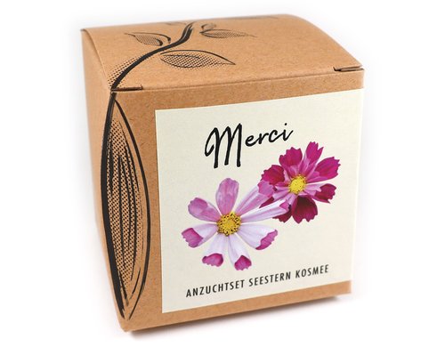 Anzucht Merci Set mit  Seestern Kosmee
