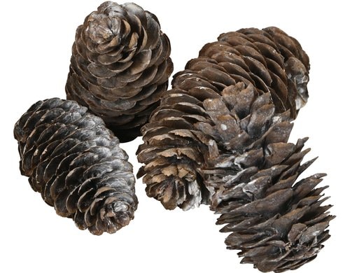 COCON Kieferzapfen, Netz à 100g Grösse ca. 7cm, weiss, Kiefer