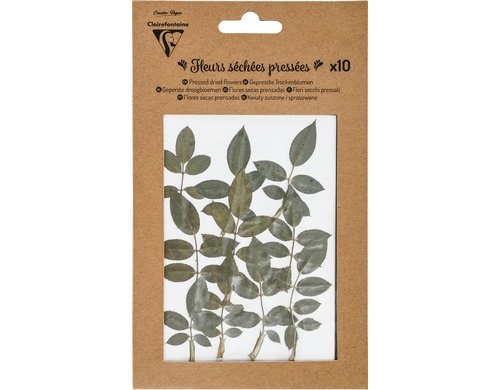 Clairefontaine Trockenblumen Blätter gepresst, 10 Stück