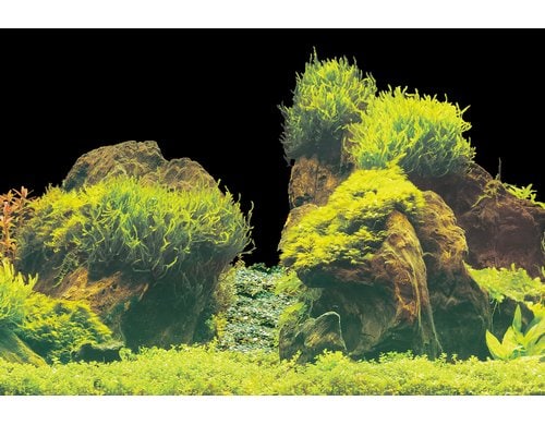 Superfish Deco Poster E6 150X61 cm