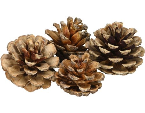 COCON Kieferzapfen, Netz à 100g Grösse ca. 4cm, natur, Kiefer