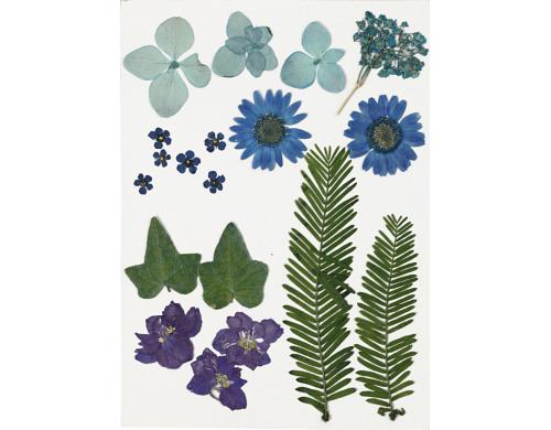 Creativ Company Gepresste Blüten blau, 19 sort.