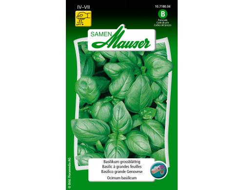 Basilikum grossblättrig Ocimum basilicum