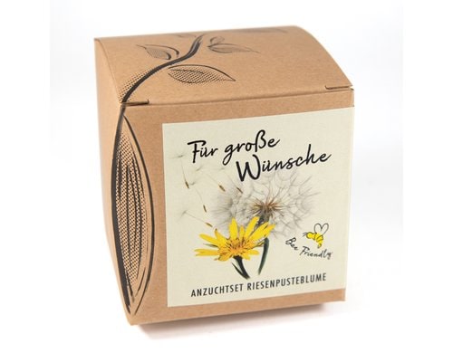 Anzucht Für grosse Wünsche Set mit Riesenpusteblume