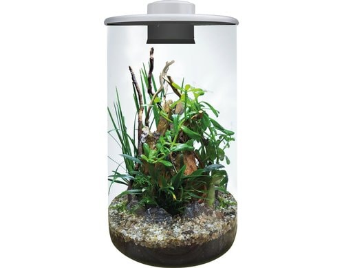 BioArt Pflanz-Terrarium Cylinder 285 mitLED Weiss, 28.5x15 cm, 5V-7W, 344Lm