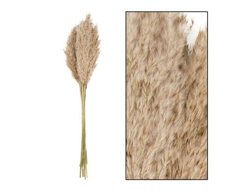CHALET Trockenblumen Schilfrohrfeder,10 St. Natur, 75 cm
