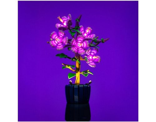 10372 Hibiskus LMB 2.0