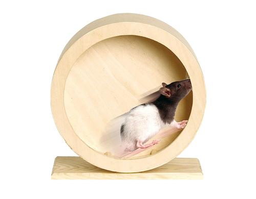 Copacabana Laufrad Roundy aus Holz 29cm für Hamster