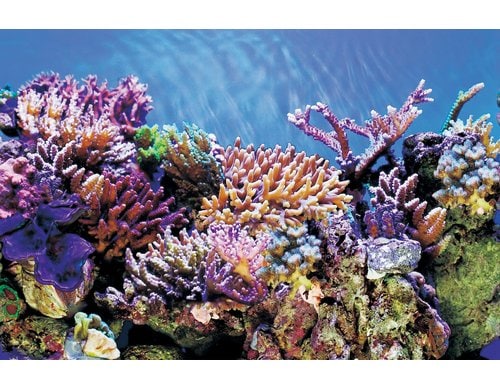 Superfish Deco Poster A6 150X61 cm