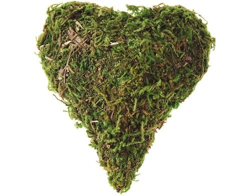 Opiflor Mossherz Grini, bauchig Grün, Durchmesser: 7.5 cm