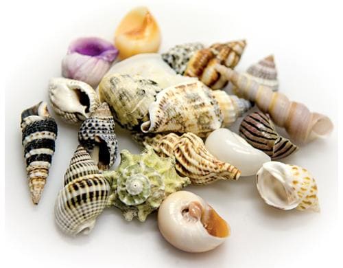 Hobby Aqua Sea Shells S 20Stk.