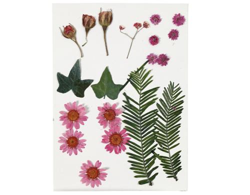 Creativ Company Gepresste Blüten rot, 19 sort.