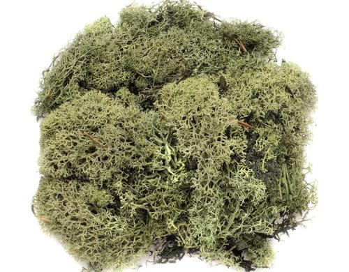 Glorex Islandmoos 50g Dunkelgrün