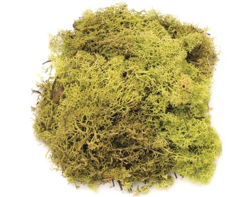 Glorex Islandmoos 50g Hellgrün